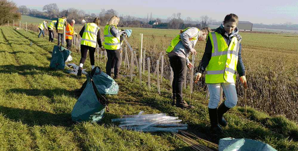 Volunteer-planting-days