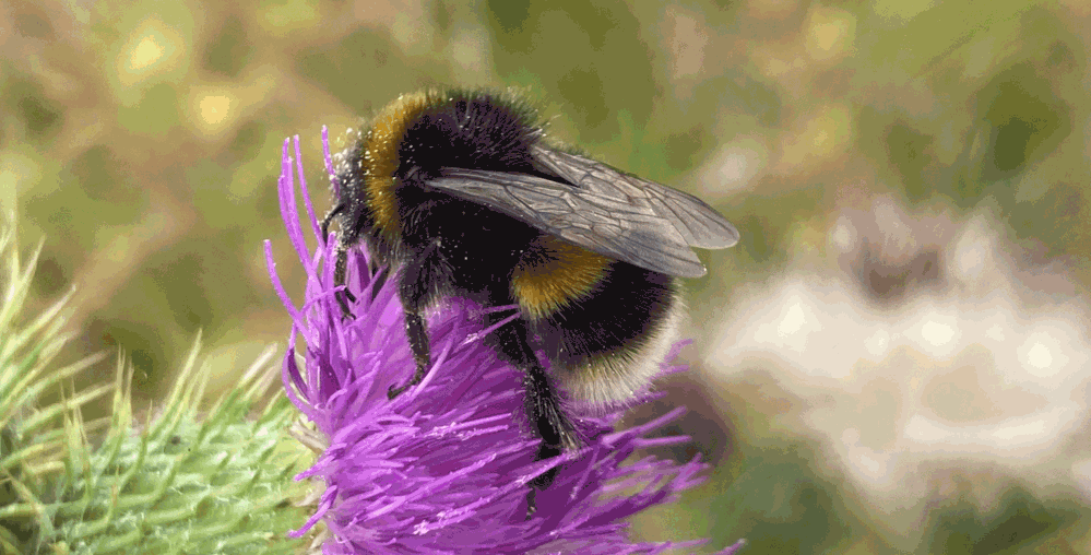 Bees at Wildfell
