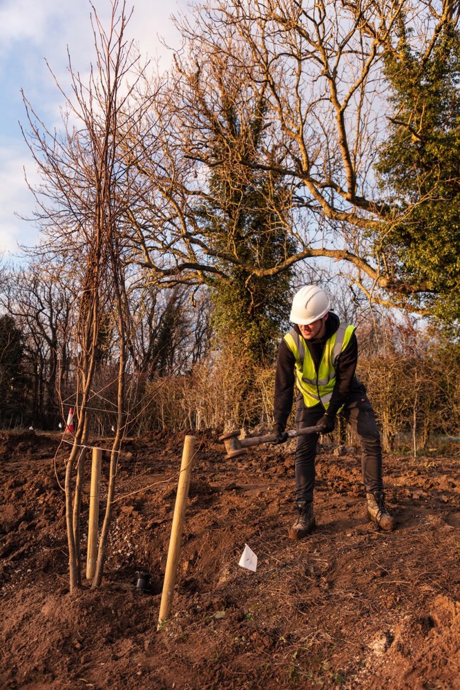 Woodland Management Photo