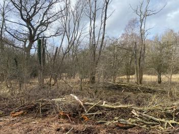 Habitat piles