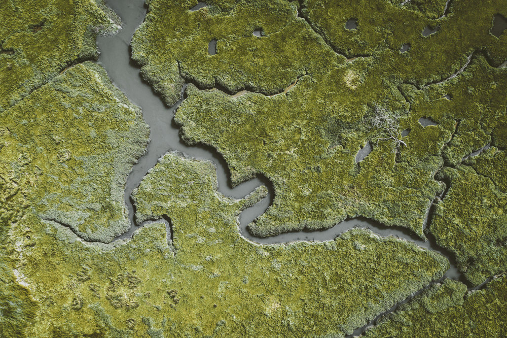 Wetland landscape