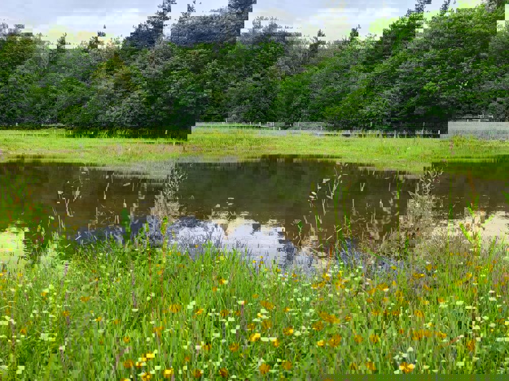 Ponds at Wildfell